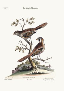O menos Butcher-Bird, 1749-73